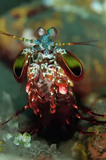 Smashing: 80197078 Smashing Mantis Shrimp Wreck Slope dive
