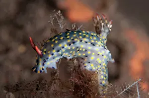 Infucata: 80197079 Painted Hypselodoris Nudibranch Seraya