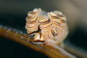 Doto: 80197082 Donut Doto Nudibranch Pong Pong dive site