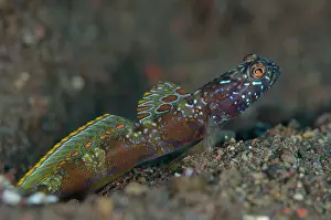 Amblyeleotris: 80197083 Wide-barred Goby - with fin extended by