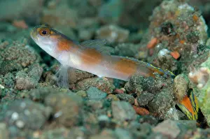 Amblyeleotris: 80197084 Flagtail Shrimpgoby Pong Pong dive site