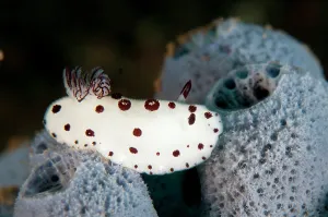 Funeral: 80197085 Funeral Jorunna Nudibranch - on sponge