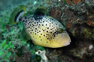 Pseudobalistes: 80197086 Yellowmargin Triggerfish - Sub-adult Segara