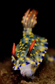 Infucata: 80197087 Painted Hypselodoris Nudibranch Seraya