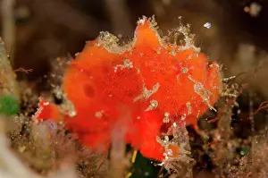 Nummifer: 80197089 Spotfin Frogfish - with lure Seraya House