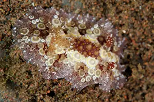 Fried: 80197090 Fried Eggs Hoplodoris Nudibranch - on black