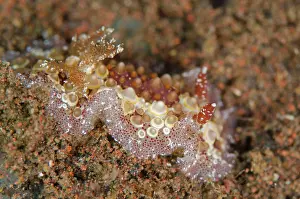 Fried: 80197091 Fried Eggs Hoplodoris Nudibranch - on black