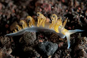 Cerata: 80197093 Brock's Moridilla Nudibranch Seraya House
