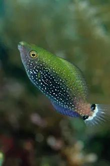 Niger: 80197094 Dusky Parrotfish - juvenile Alam Anda dive