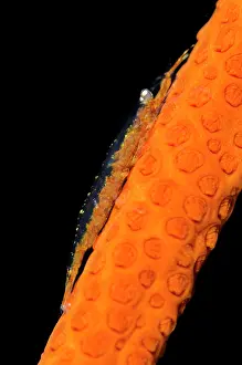Whip: 80197095 Commensal Shrimp - on Whip Coral Coral