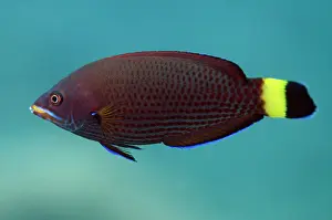 Moluccanus: 80197096 Chistletooth Wrasse Coral Gardens dive