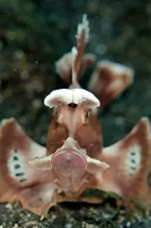 Paddle: 80197097 Paddle-flap Rhinopias Scorpionfish - head-on