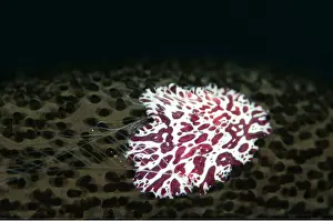 Comb: 80197098 Comb Jelly - using feeding tentacles on