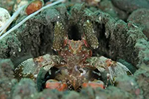 Maculata: 80197099 Tiger Mantis Shrimp - in hole on black