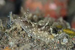 Striatus: 80197100 Lined Sea Hare - on black sand Sedam dive
