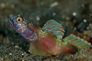 Amblyeleotris: 80197102 Wide-barred Goby - with fin extended by