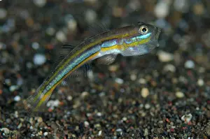 Bulakan: 80197103 Mud Goby - displaying a warning before