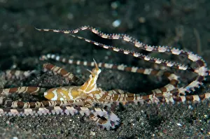 Sucker: 80197105 Wunderpus Octopus - with raised tentacles