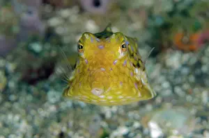 Cowfish: 80197106 Thornback Cowfish - head-on view Laha dive
