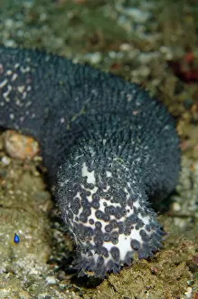 Cucumber: 80197107 Blue Sea Cucumber Laha dive site, Ambon