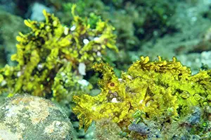 Appendage: 80197108 Weedy Scorpionfish - pair Laha dive site