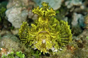 Appendage: 80197109 Weedy Scorpionfish Laha dive site, Ambon