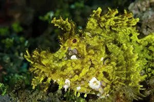Appendage: 80197110 Weedy Scorpionfish Laha dive site, Ambon