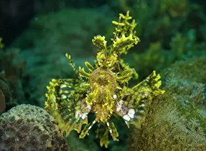 Appendage: 80197111 Weedy Scorpionfish Laha dive site, Ambon