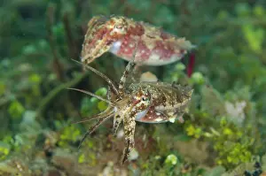 Crinoid: 80197113 Crinoid Cuttlefish - mating pair Laha