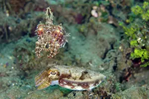 Crinoid: 80197114 Crinoid Cuttlefish - mating pair Laha dive