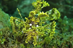Appendage: 80197115 Weedy Scorpionfish Laha dive site, Ambon