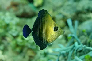 Forgotten: 80197116 Brushtail Tang - Juvenile Laha dive site