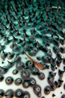 Ghost: 80197117 Common Ghost Goby - amongst papillae of