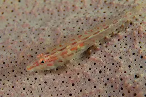 Dash: 80197118 Fan-sponge Ghostgoby - on Elephant-ear