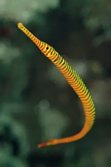 Pipefish: 80197120 Yellow Banded Pipefish Laha dive site
