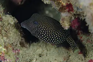 Meleagris: 80197121 Spotted Boxfish Laha dive site, Ambon