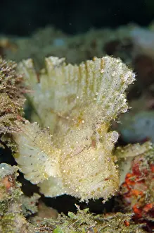 Appendage: 80197122 Leaf Scorpionfish Laha dive site, Ambon