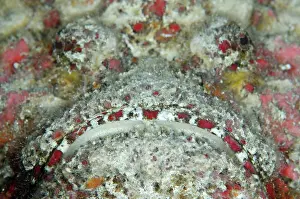 Synanceia: 80197123 Reef Stonefish Suanggi dive site, Forgotten
