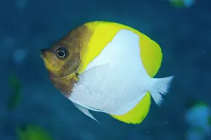 Butterflyfish: 80197124 Pyramid Butterflyfish Batu Kapal dive site