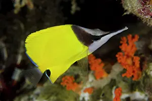 Butterflyfish: 80197125 Forcepsfish Batu Kapal dive site, Banda