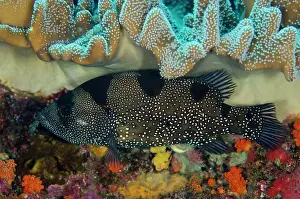 Saddle: 80197126 Spotted Soapfish - underneath soft coral
