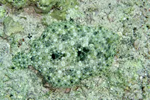 Flatfish: 80197127 Peacock Flounder - camouiflaged on sea