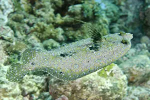 Flatfish: 80197128 Peacock Flounder - swimming with erect