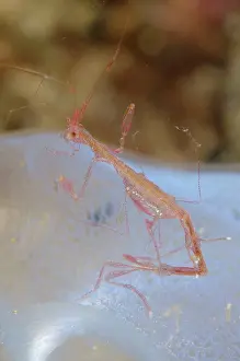 Squirt: 80197129 Skeleton Shrimp - on Sea Squirt during