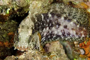 Blenny: 80197134 Ceram Blenny - dusk dive Maulana Hotel