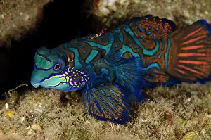 Splendidus: 80197135 Mandarinfish - with ornate markings on