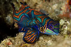 Splendidus: 80197136 Mandarinfish - with ornate markings on