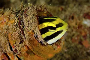 Blenny: 80197137 Striped Fangblenny - poking out from bottle