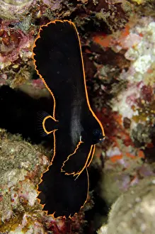 Margin: 80197138 Pinnate Spadefish - juvenile with gold