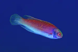 Fairy: 80197139 Solar Fairy-wrasse Manuk West dive site
